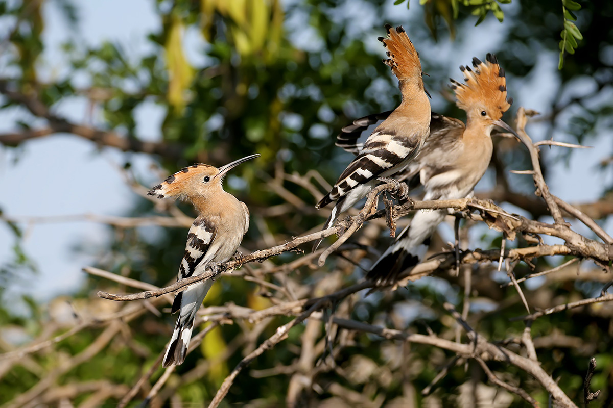 Voodison328 / Shutterstock / FOTODOM📷У молодых удодов хохолок меньше и поднимается не так пышно, как у взрослых, а клюв короче и прямее