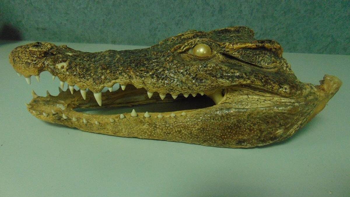    Фото: пресс-служба Приволжского таможенного управления