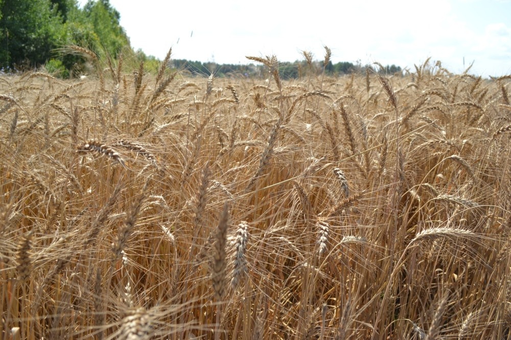    Глеб Никитин сообщил о росте показателей АПК в Нижегородской области