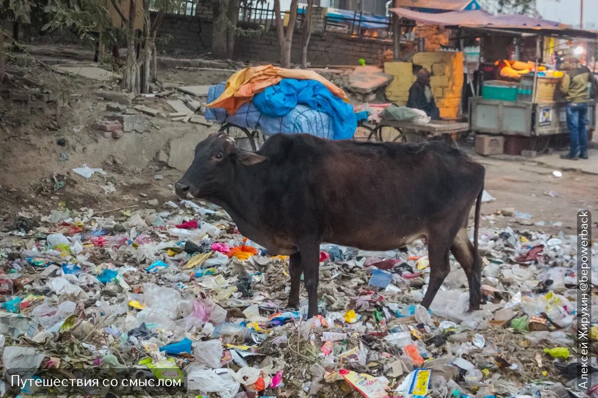 Священное животное и грязь в Индии - привычное соседство на улицах городов