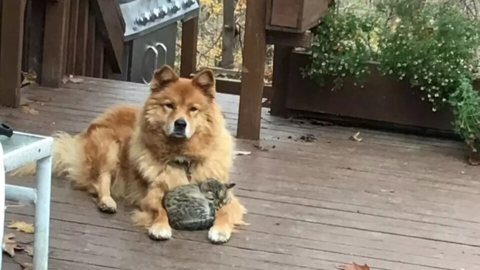 Старая собака и дикий котенок: история о том, как доброта не имеет возраста