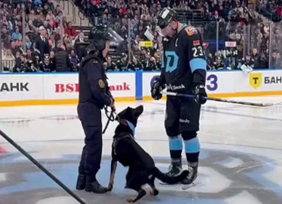     Американский журналист в шоке от эпизода в КХЛ со служебным псом: лига полна сумасшедших нелепостей