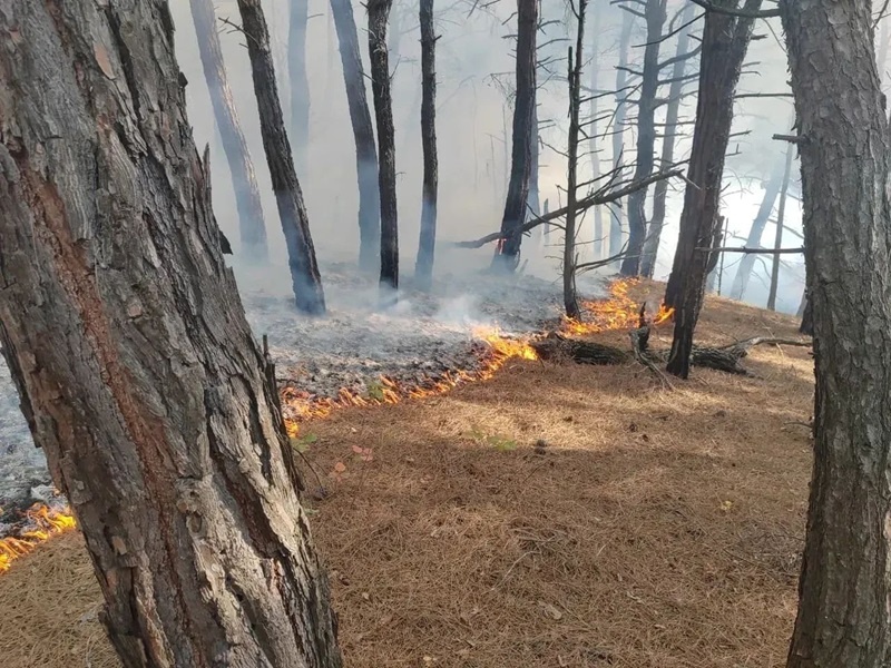    Фото: пресс-служба краевого лесопожарного центра