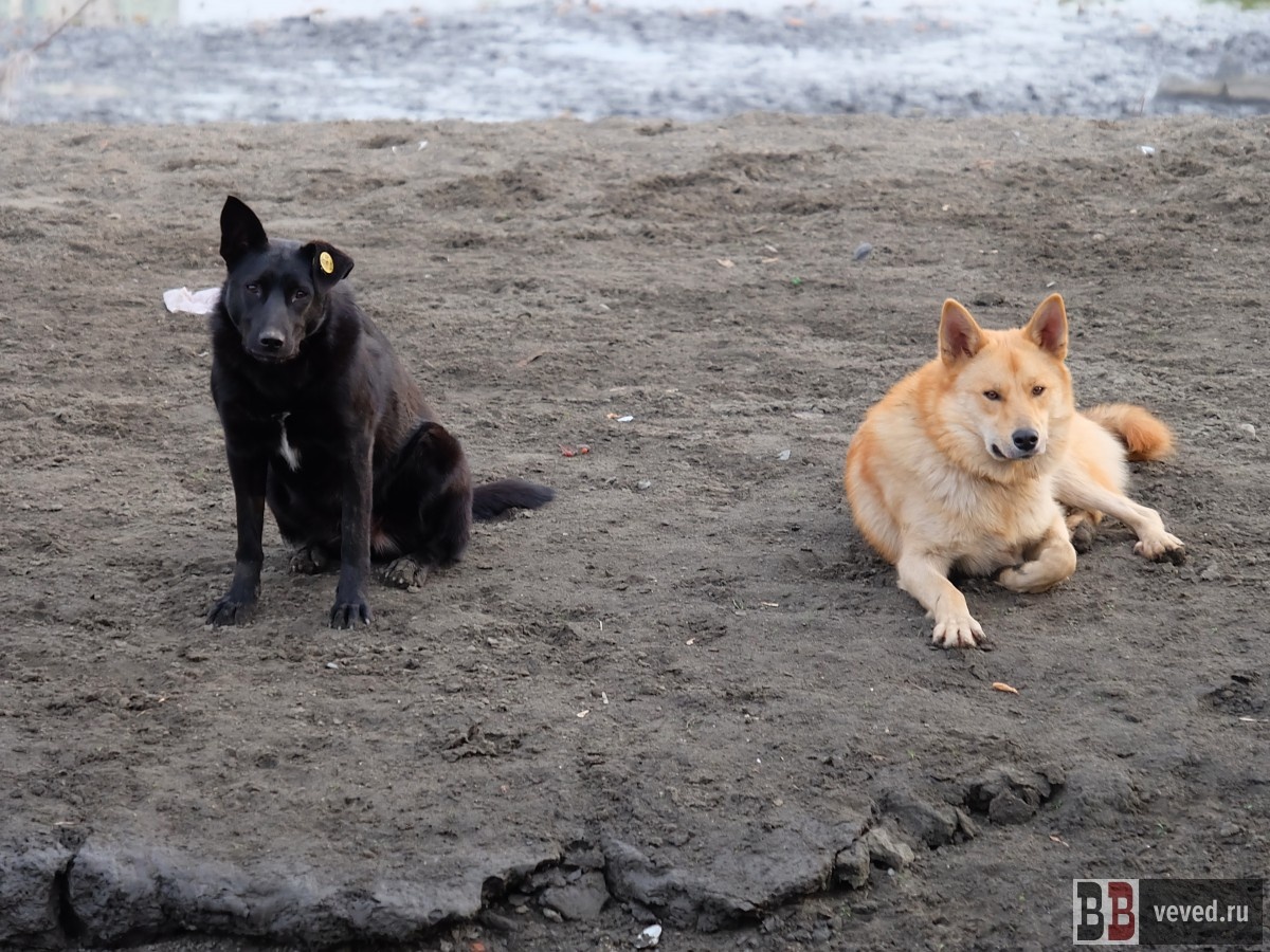     Фото: Владислав Постников / Вечерние Ведомости