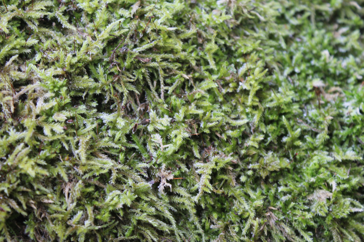 Фото сделанное мной.