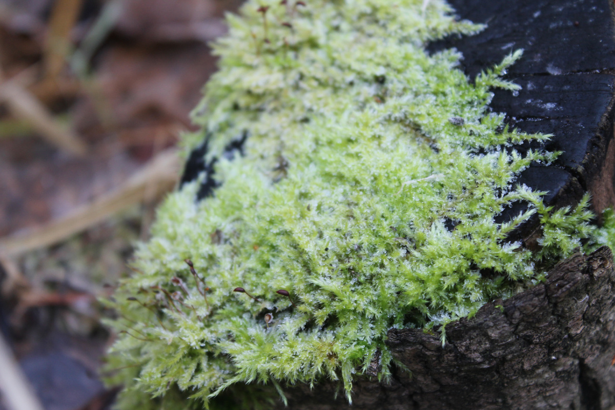 Фото сделанное мной.