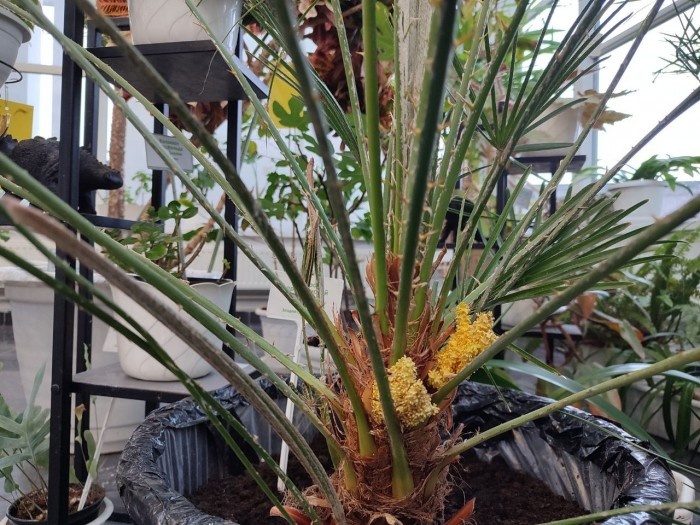    Фото: Дарвиновский музей