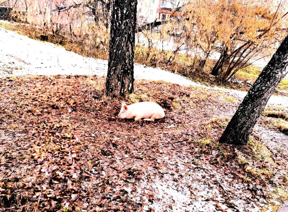     Фото: Ревдинский суд