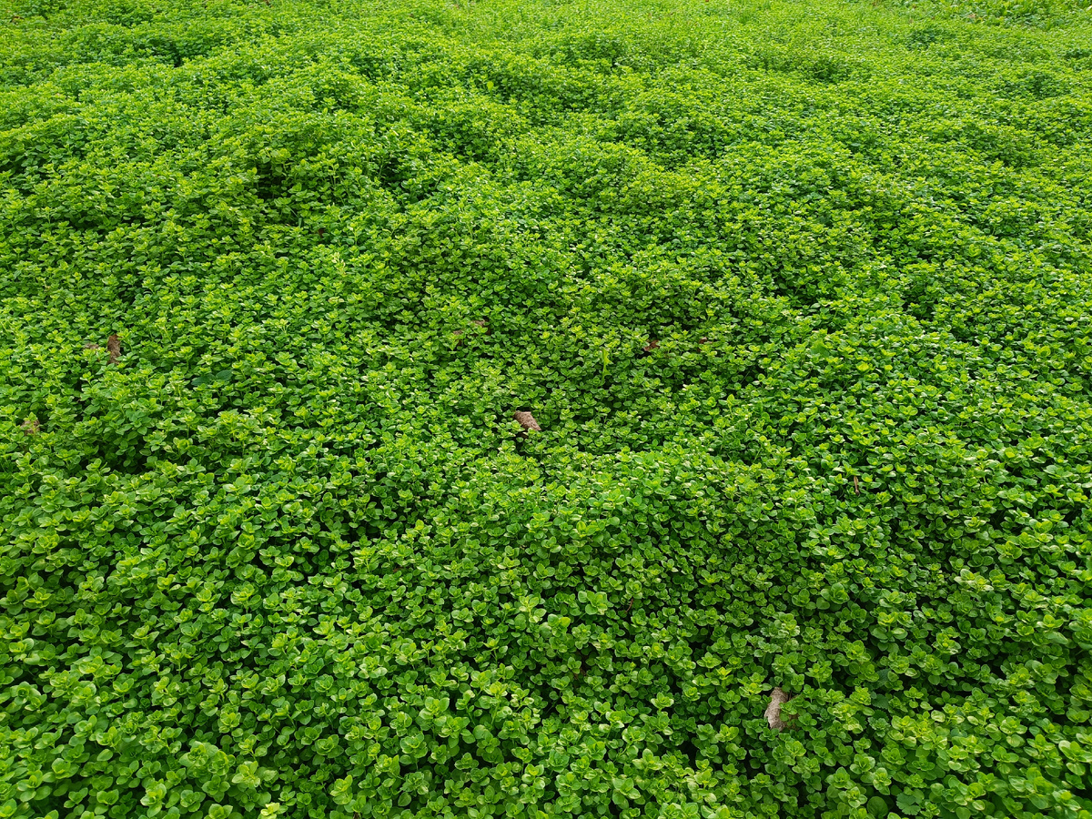 Это реальный её цвет!!