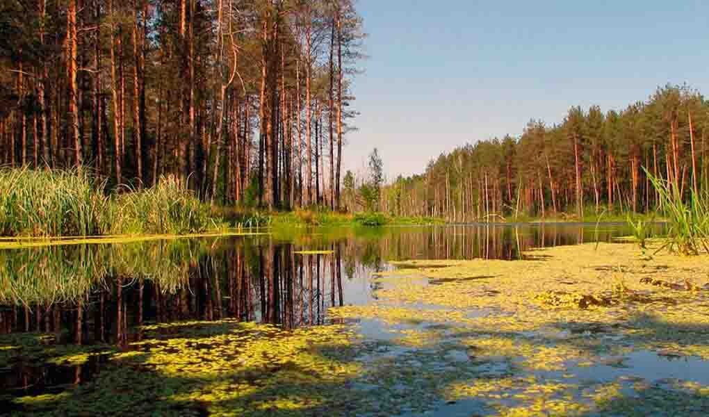 Природа Полесья