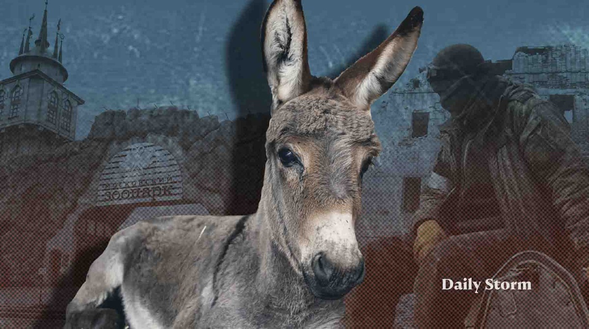    Коллаж: Daily Storm