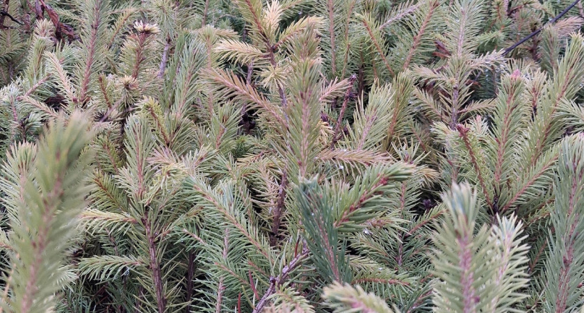    Фото: областное Министерство лесного комплекса в ВКонтакте