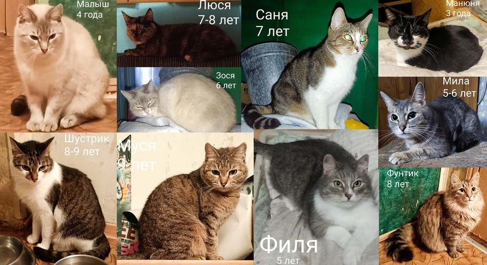    Всего пушистиков было 16, часть из них уже приютили, осталось пристроить еще десять. Фото: Помощь бездомным животным г. Полярные Зори! / vk.com/pomogajut