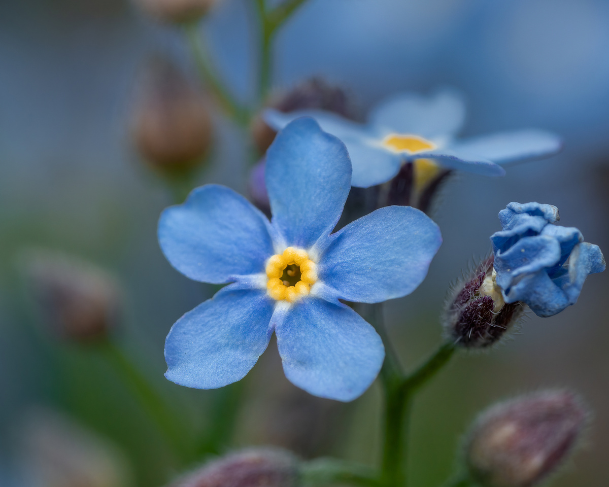 Символ праздника Дня матери — незабудка