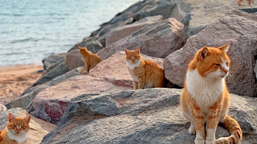     Фото: SakSa/Shutterstock/FOTODOM