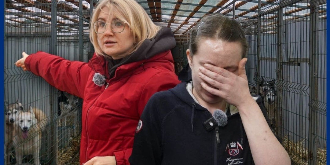 Смерть грозит почти двум тысячам животных в крупнейшем приюте Волгограда