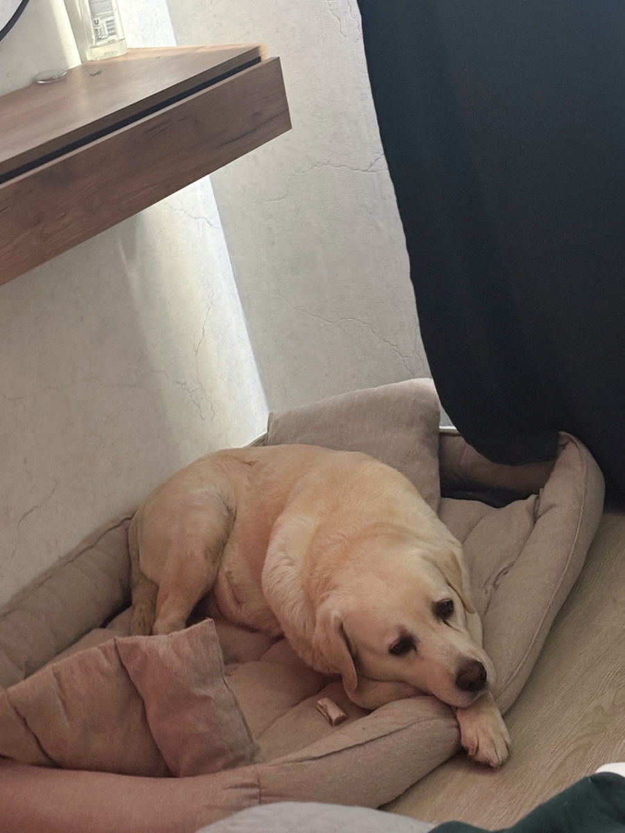 Не знаю даже как начать этот пост приличными словами.....
Ко мне вернулась 10 летняя девочка лабрадора из Ханты Мансийска. Джесс год назад нашли в тайге. Местные волонтеры обратились ко мне и нам удалось найти первого хозяина. Оказалось, что Джесс переустроили и второй хозяин на связь уже не вышел, как собака очутилась в тайге остается тайной.
Первый хозяин и волонтеры помогли найти Джесс новый дом, но через год у нового хозяина начались проблемы со здоровьем и собака сидела одна в квартире, а гуляли и кормили соседи.
Волонтеры обратились ко мне с просьбой забрать собаку. Первый хозяин оплатил доставку, друг питомника Василий встретил и привез Джесс ко мне домой.
А теперь главное, мне опять нужна Ваша помощь.... У меня сейчас своих 4 пенсионера и одна девочка инвалид. Я ни физически ни финансово не потяну еще одну собаку. Наилучший вариант найти девочке новый дом. Джесс любвеобильна как все лабрадоры, активно гуляет и совсем не похожа на пенсионерку.
Но прямо сейчас нам нужны деньги как минимум на корм, на обследования, обработки от блох и клещей, дегельминтизацию и прививки.
Буду признательна за любую сумму помощи, карта СБ по моему номеру телефона +79162710287