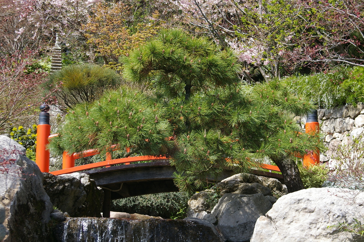    Сосна Тунберга в японском саду парка санатория «Айвазовское», Партенит, ЮБК. Фото автора