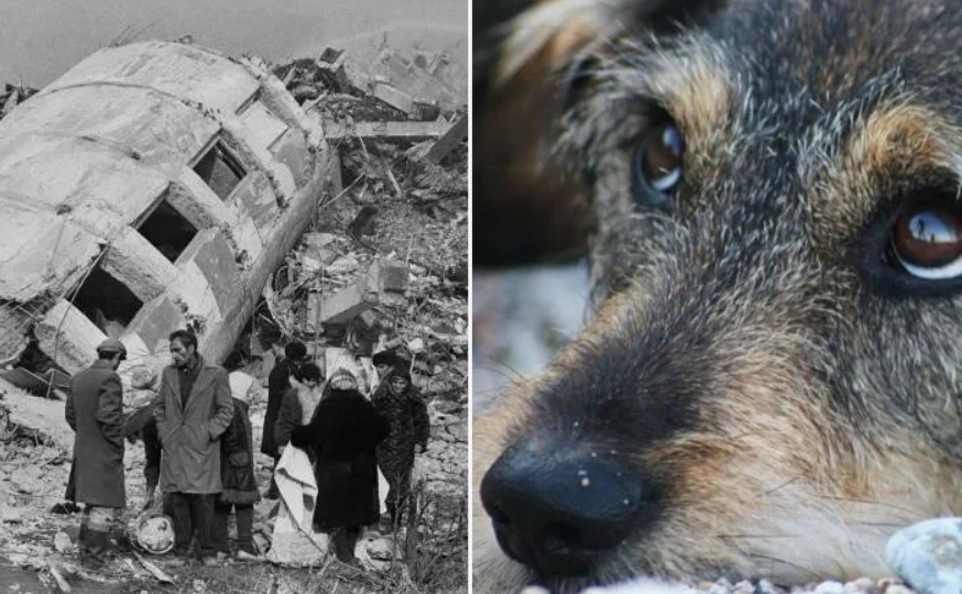 Жужа: дворняга, которая четыре дня согревала девочку под завалами Спитака