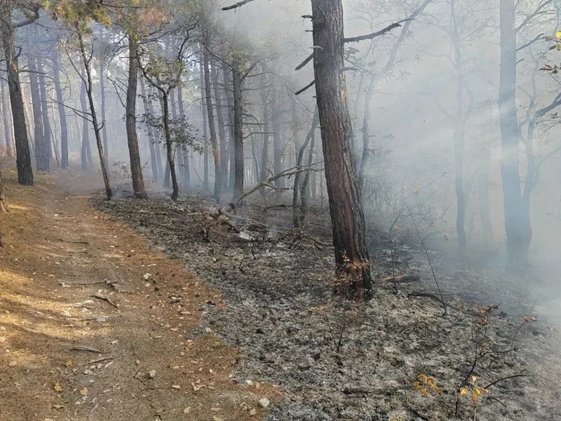    Фото: пресс-служба Краевого лесопожарного центра