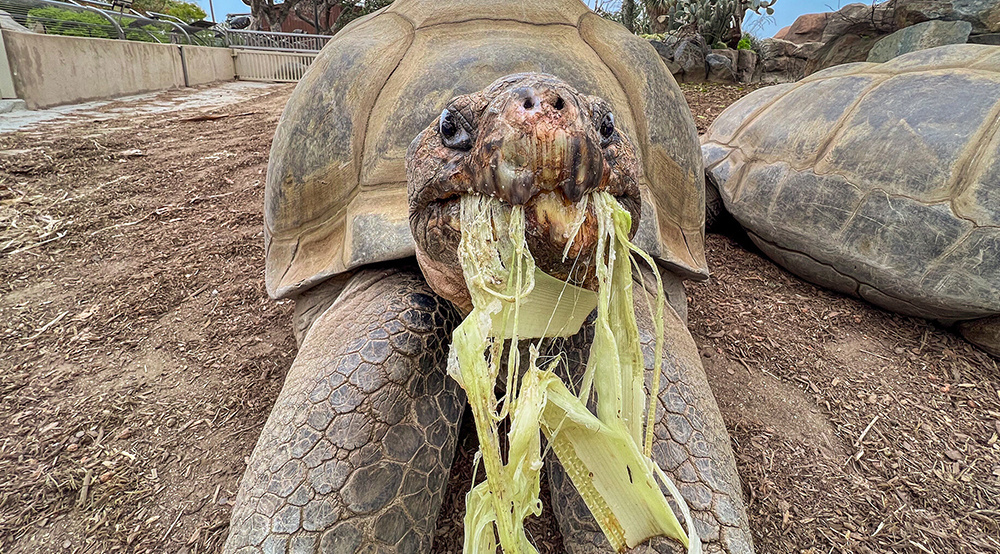     Фото: San Diego Zoo Wildlife Alliance черепаха Грэмма