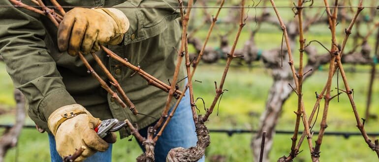 Виноград для новичков: как подготовить лозу к зиме