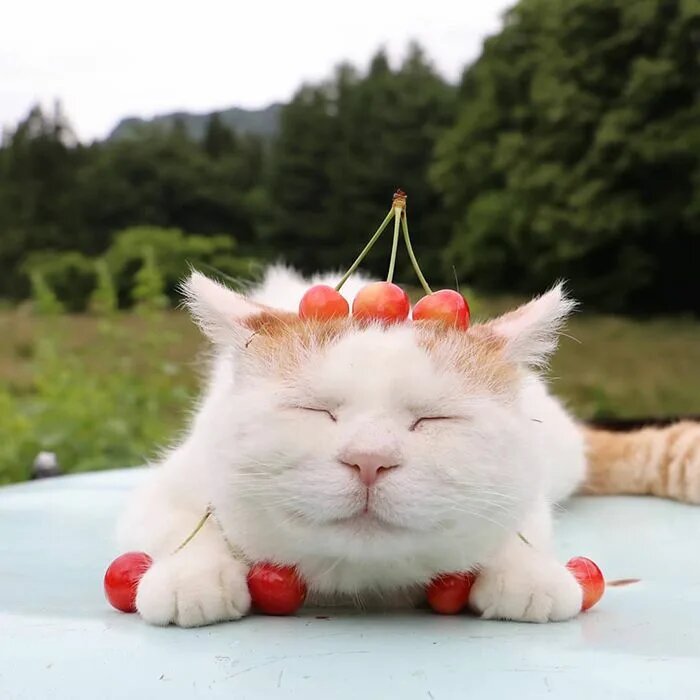 Спокойствие, только спокойствие!