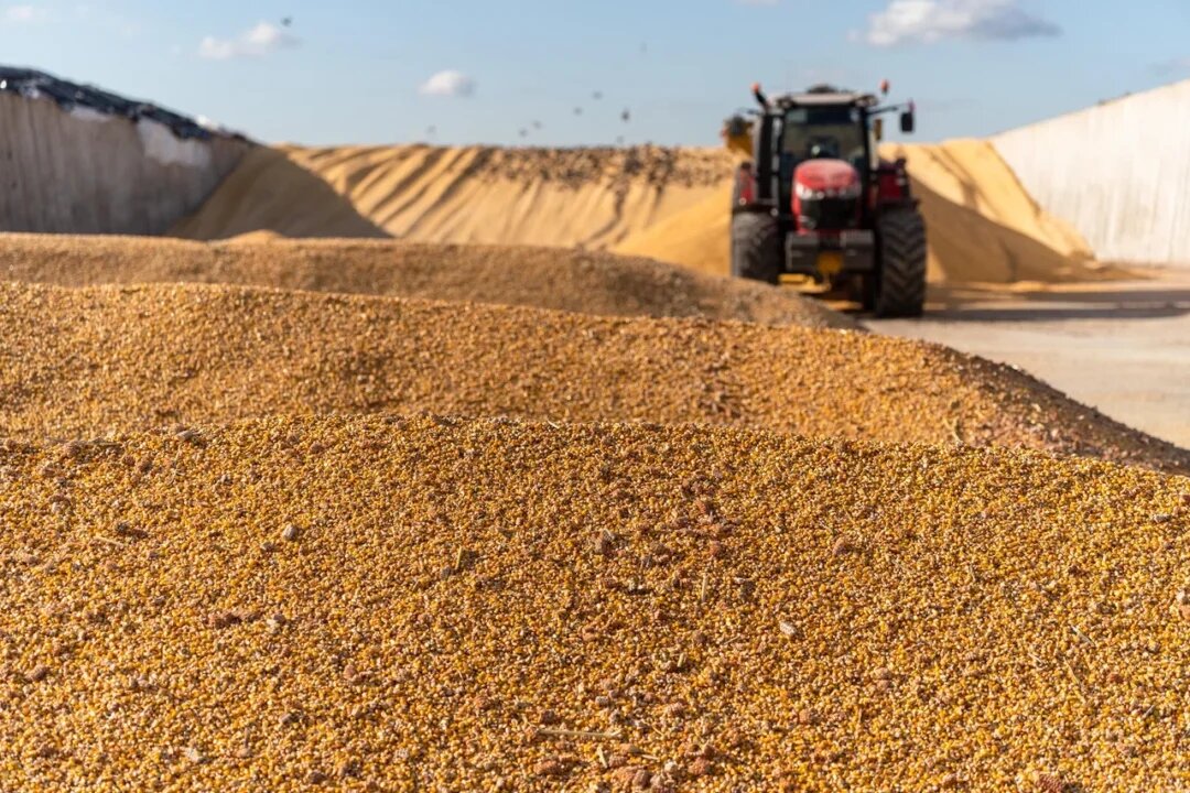 Фото: Александр Плонский / «Агроэксперт»