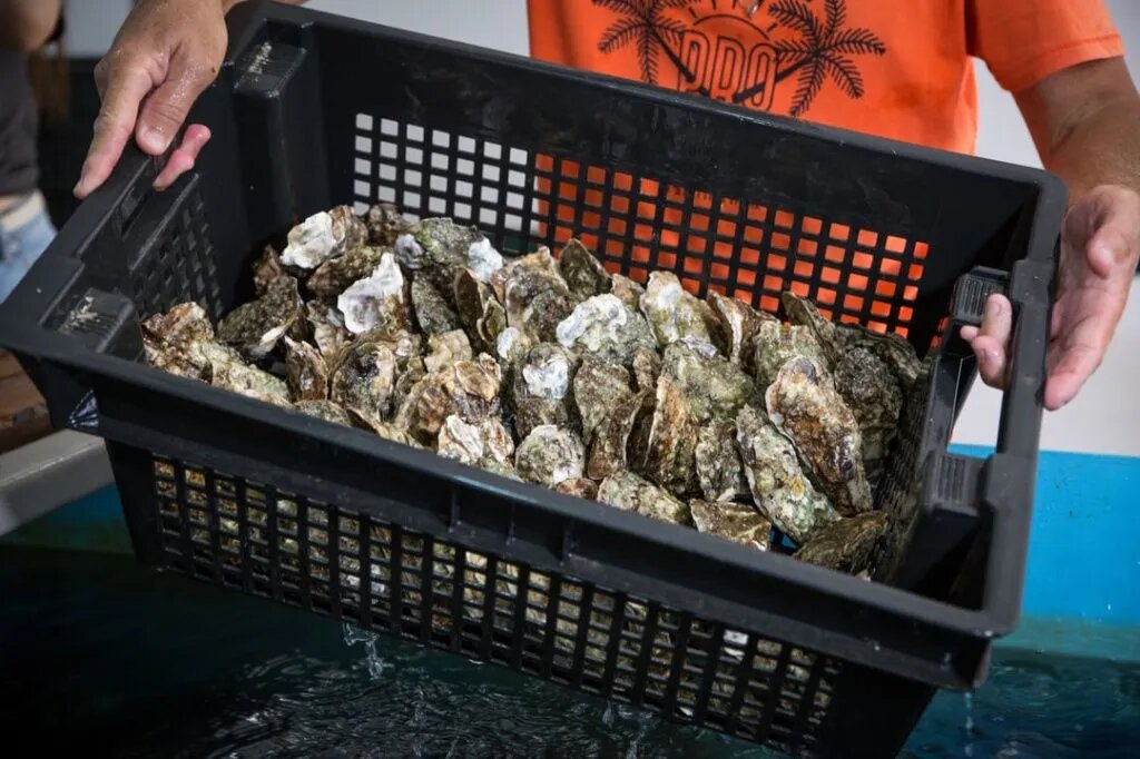 Объемы производства устриц и мидий в обоих регионах все еще существенно меньше, чем два года назад // Фото: Официальный сайт Минсельхоза Крыма.