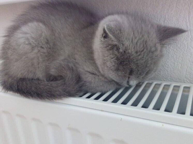     Аварии чаще всего случались в Центральном, Кронштадтском, Василеостровском и Адмиралтейском районах. Фото: архив МК в Питере