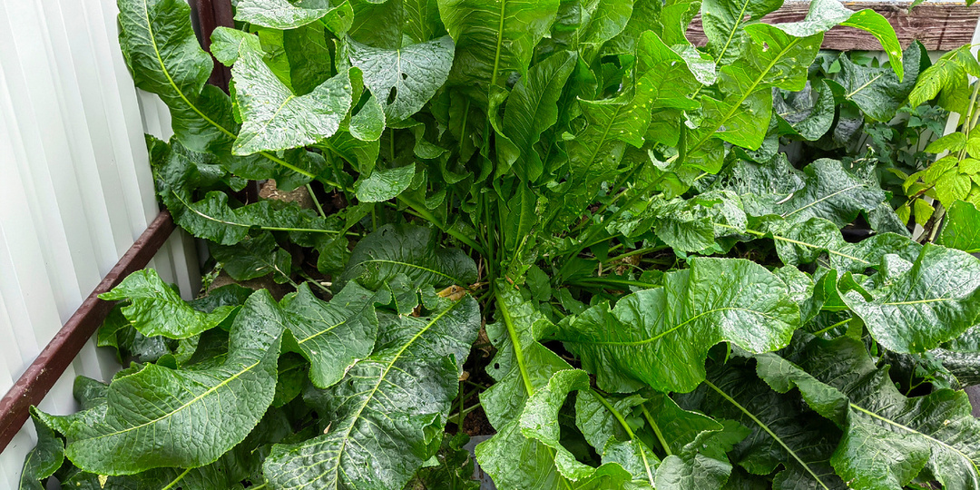 Жгучая сила в вашем саду: как использовать хрен на 100%