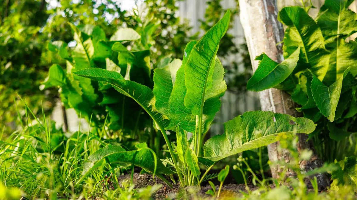 Хрен против болезней
