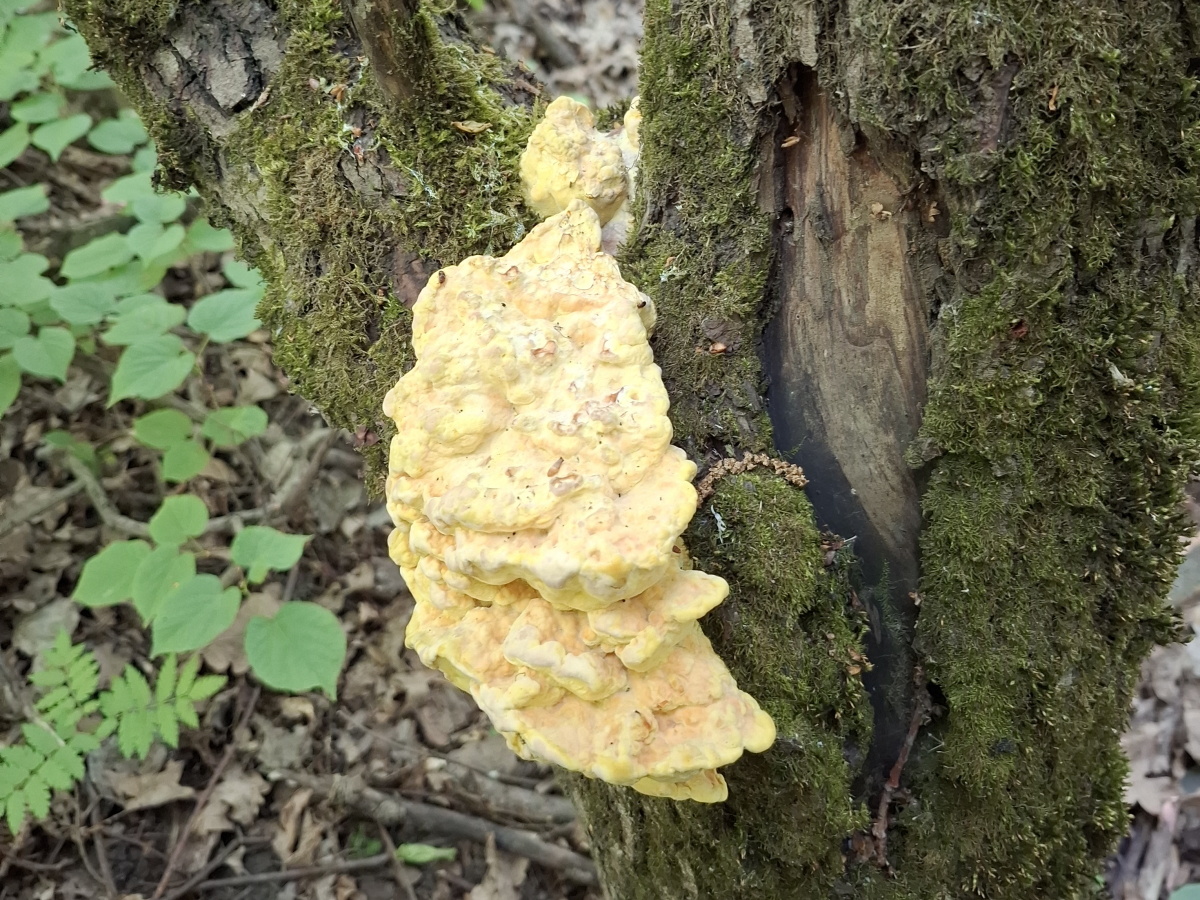 Вот такой омлет на дереве!