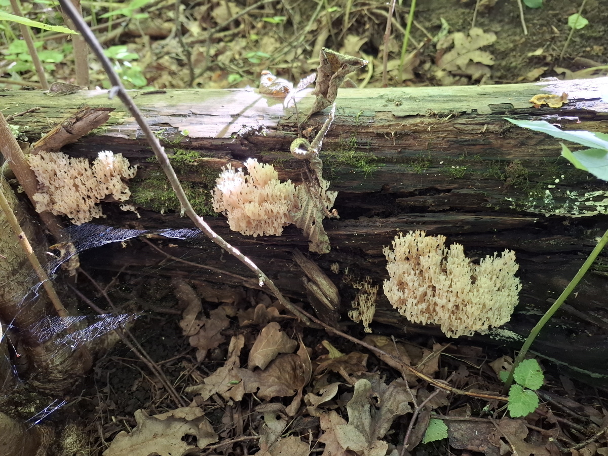 Что-то фантастическое есть в этих рогатиках