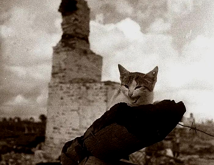 Пушистые герой Великой Отечественной войны. Рассказываем, как кошки помогали на фронте и спасали блокадный Ленинград