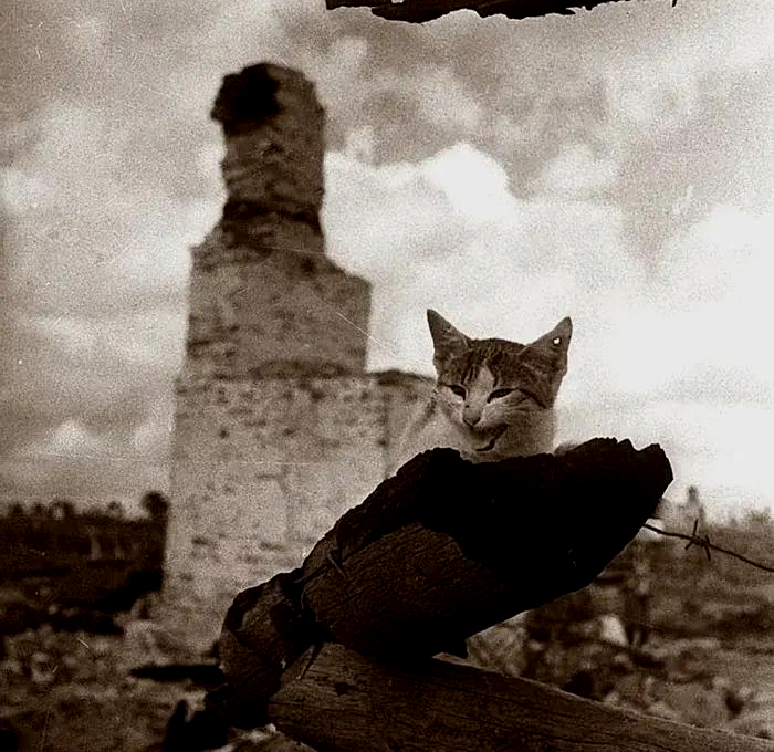 "По дорогам войны. На пепелище". Михаил Савин, г. Жиздра, август 1943 года