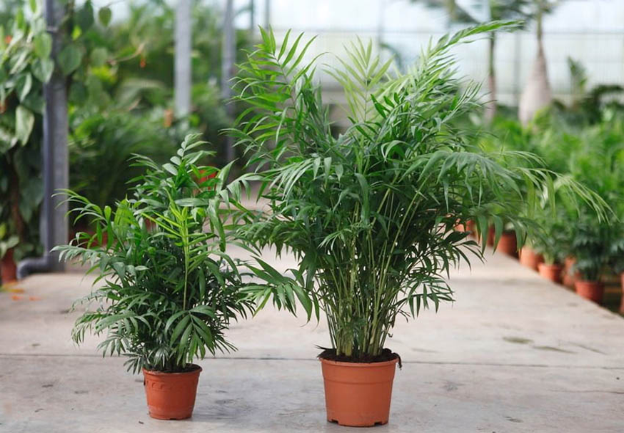 Хамедорея. Источник фото: https://indoor-plants.org/katalog-rastenij/palmy/chamaedorea/