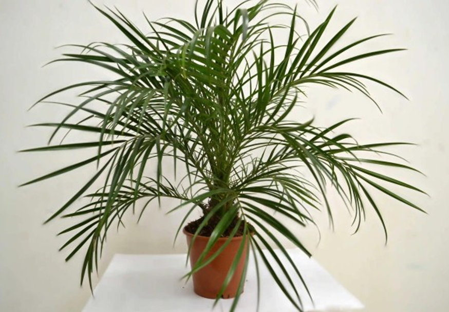 Финиковая пальма. Источник фото: https://svoevse.ru/news/1195