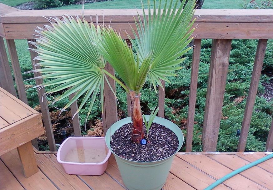 Вашингтония. Источник фото: https://stocvetov.ru/catalog-of-product/rasteniya-i-derevya/palmy/vashingtoniya/