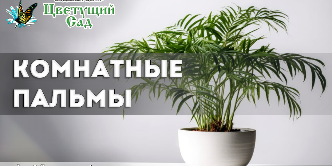 Комнатные пальмы: как вырастить тропический оазис у себя дома