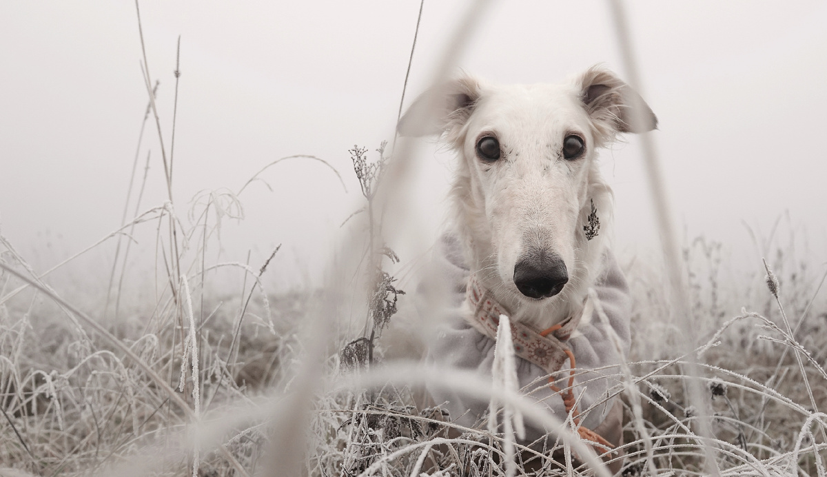 Вот такое чудо-юдо