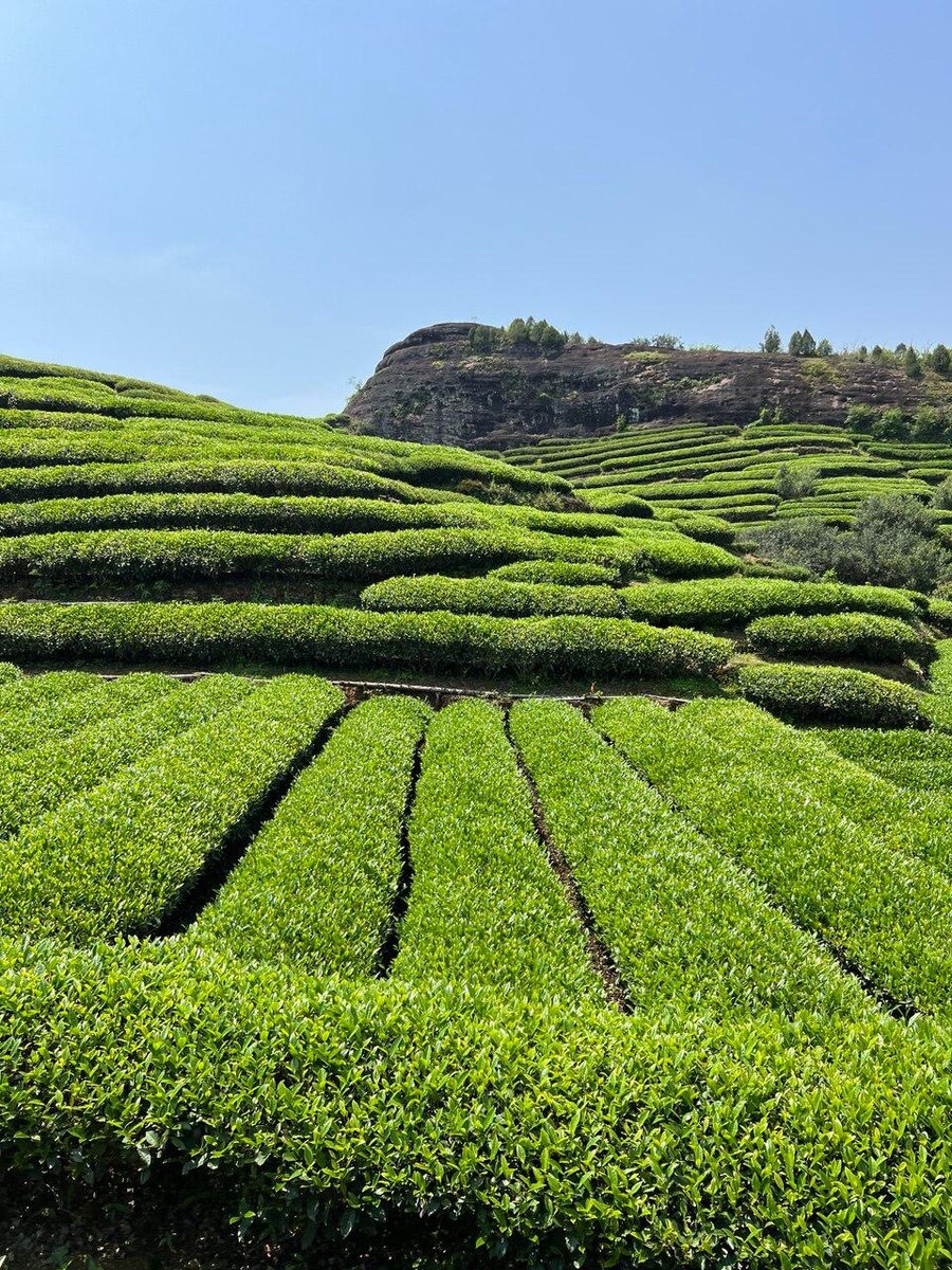 На самом деле весь чай одинаково полезен)