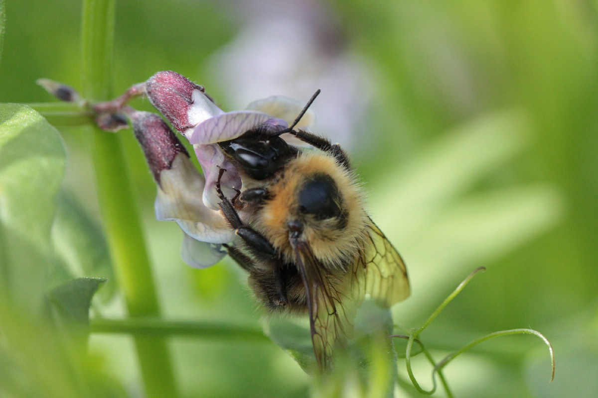 Фото автора канала "Удивительный мир живой природы "