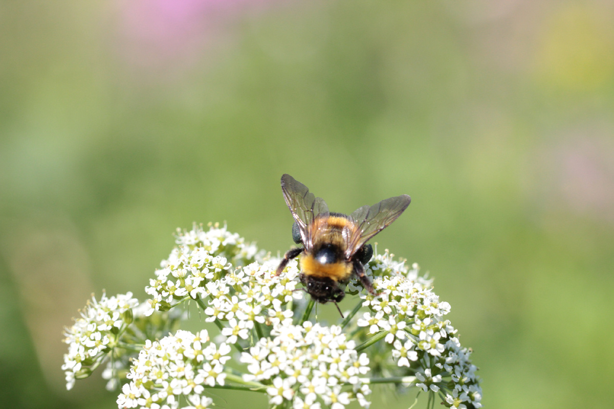 Фото автора канала "Удивительный мир живой природы "