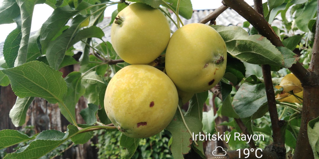 Мои яблони и груши.Урал.