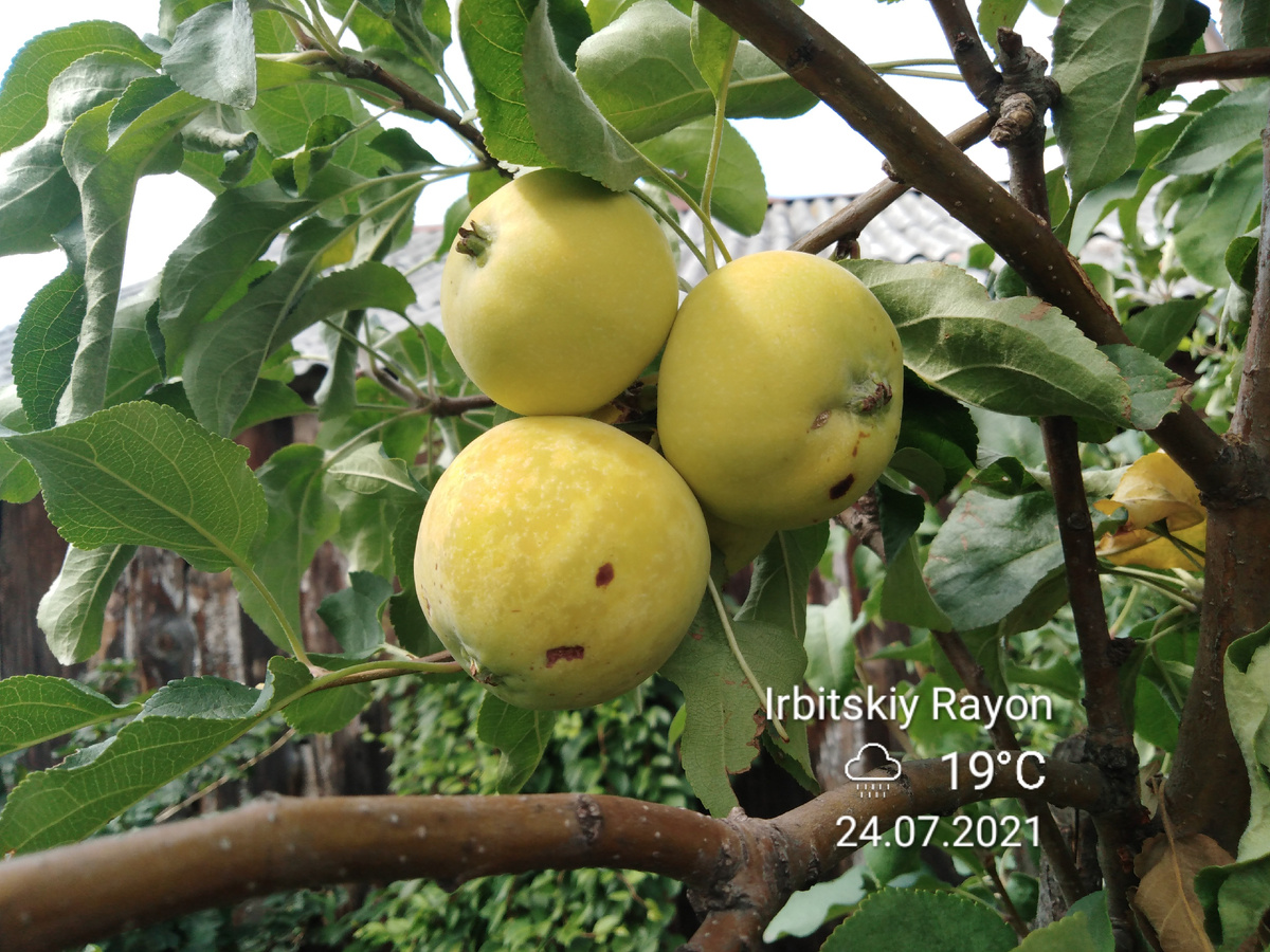 Яблоня фото автора.