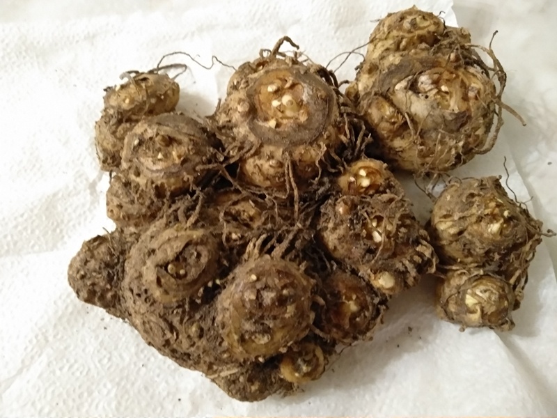 Клубни каллы «Окленд» в ноябре 2025 года