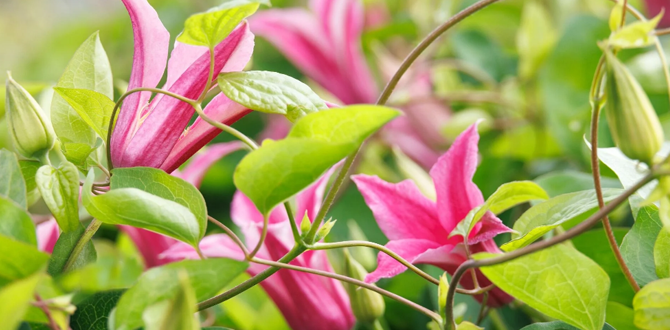 Выращивание клематиса, 5 золотых правил для роскошного цветения