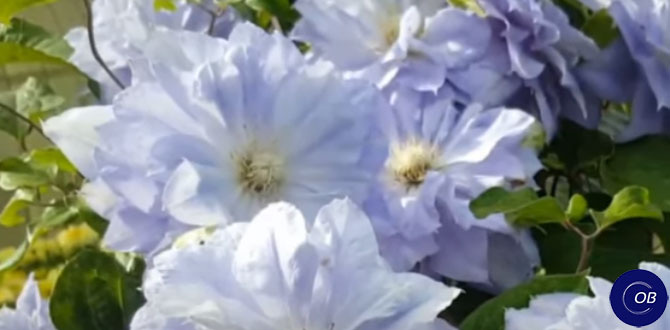 Холодостойкий клематис сорт "Мазури"