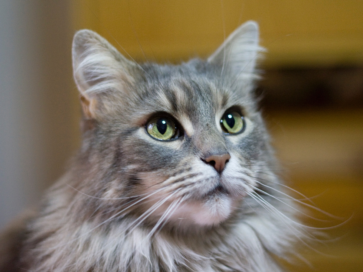 Наука подтверждает связь хозяина и кошки на химическом уровне. По заявлению нейробиолога Пола Зака, после игры с любимым человеком уровень окситоцина у кошки повышается на 10-12%. Фотография: Lady Caos, CC BY-NC 2.0